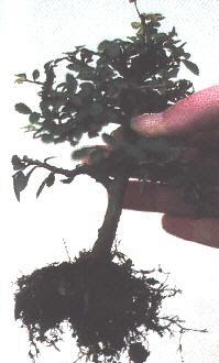 De chinese iep klaar voor verpotting
