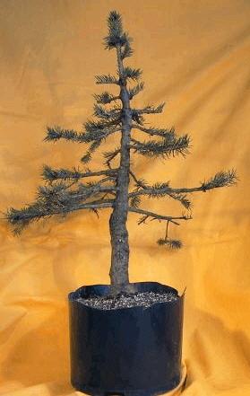 Een yamadori Spar Bonsai