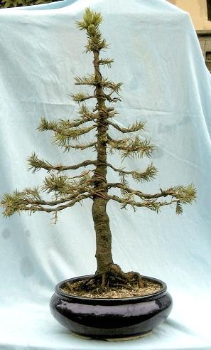 de Spar na Bonsai vorming