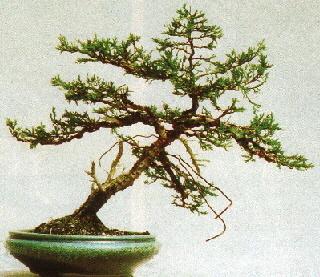 De Jeneverbes klaar voor zijn Bonsai training