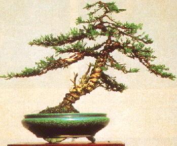 De Jeneverbes Bonsai bedraad en gesnoeid