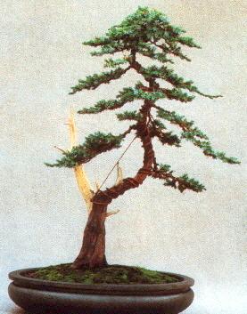 Het resultaat, de gevormde Bonsai Jeneverbes