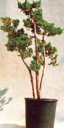 Een pre-Bonsai, ruw materiaal Bonsai Juniper