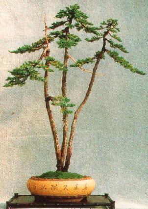 Jeneverbes Literati Bonsai