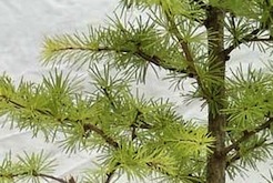 Larix bonsai