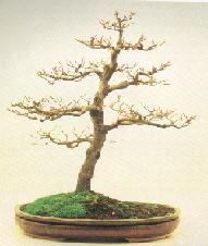 Een Bonsai in de lente