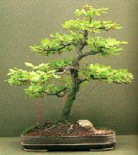 Een Bonsai in de zomer