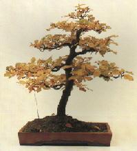 Een Bonsai in de herfst