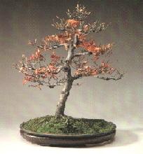 Een Bonsai in de winter