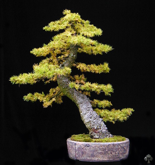 Larix, Larch Bonsai tree