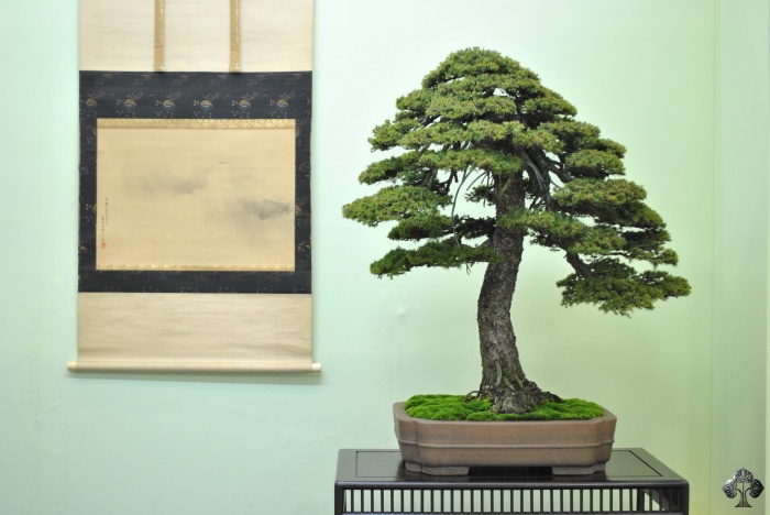 Spar Bonsai, Picea bonsai boom