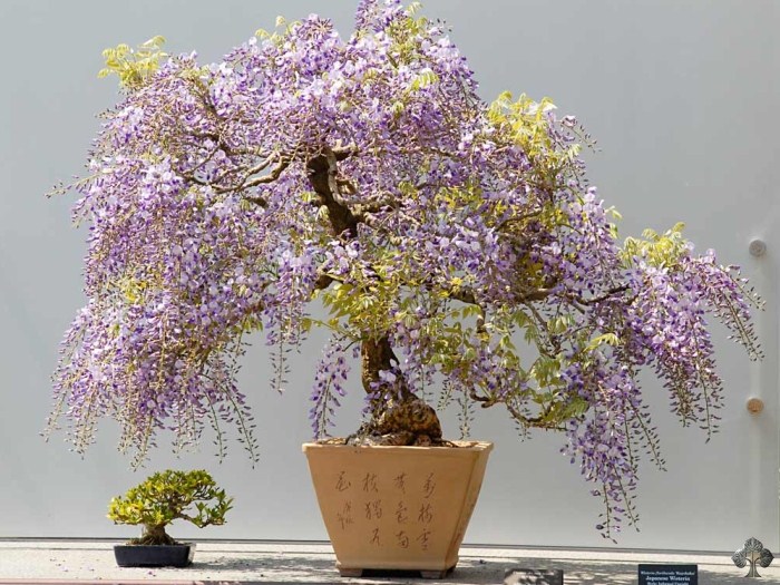 Wisteria bonsai boom, Blauweregen