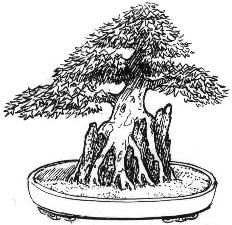 seki Joju Bonsai stijl (rotsbeplanting)