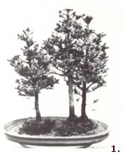 Grotere Bonsai bomen in het midden plaatsen