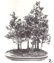 De groepsbeplanting als Bonsai Yose-ue