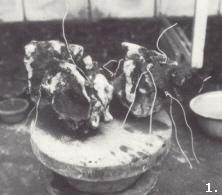 Een rots Bonsai prepareren