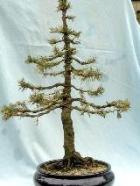Bonsai spar