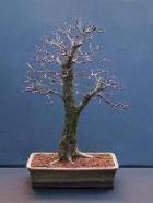 Dubbelstam bonsai