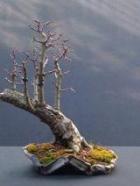 Vlotstijl bonsai