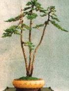 Juniper literati bonsai