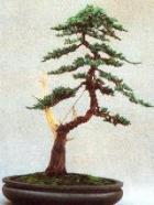 Jeneverbes bonsai