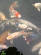 Koi vissen