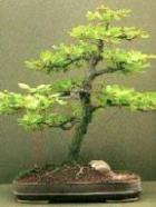 Vier seizoenen bonsai