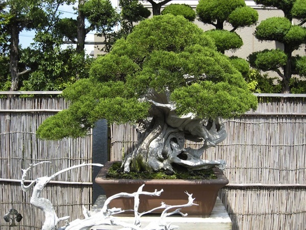 Juniper Bonsai by mr. Kimura