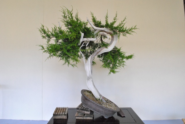 Shimpaku bonsai tree