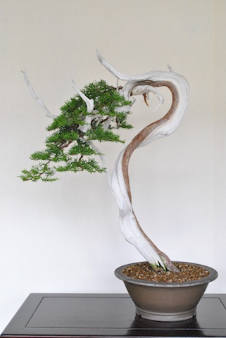 Juniper bonsai after wiring