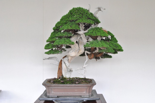 Juniper bonsai all wired