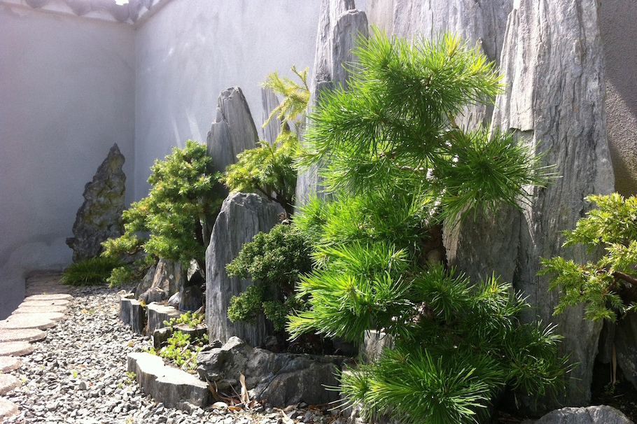 Bonsai in Amsterdam