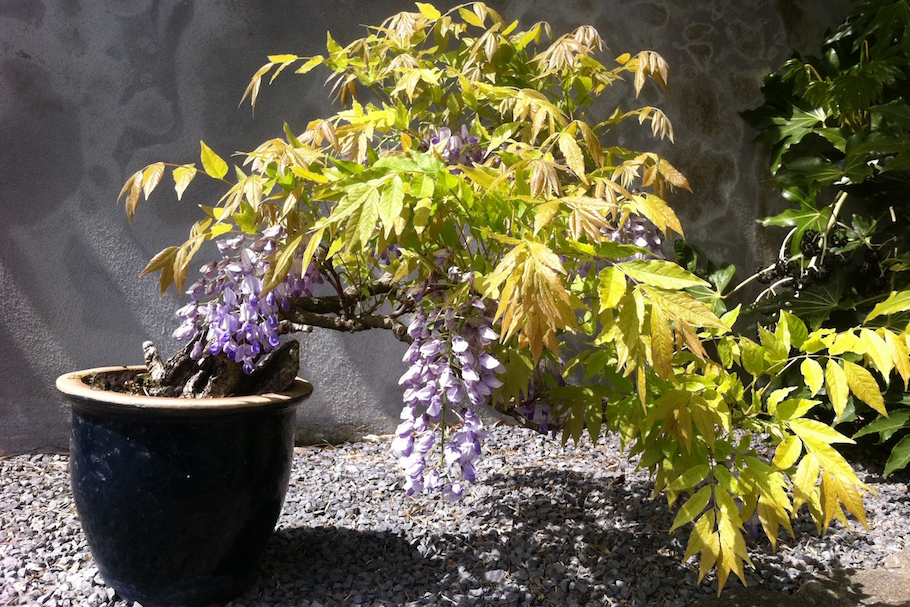 Bonsai in Amsterdam