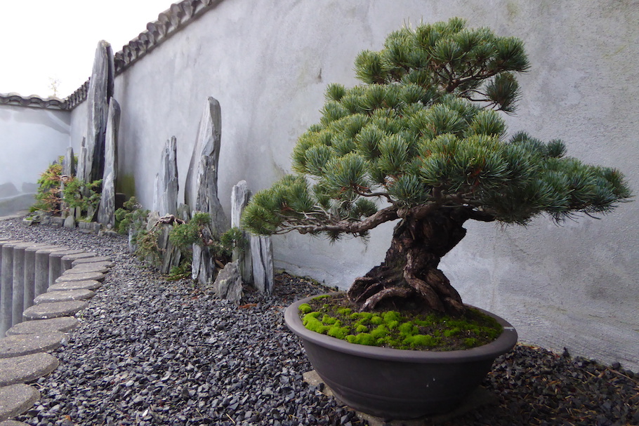 Bonsai in Amsterdam