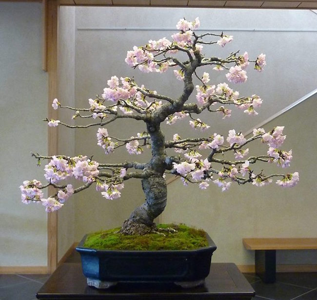 Cherry Bonsai tree at the Omiya Bonsai Art Museum.