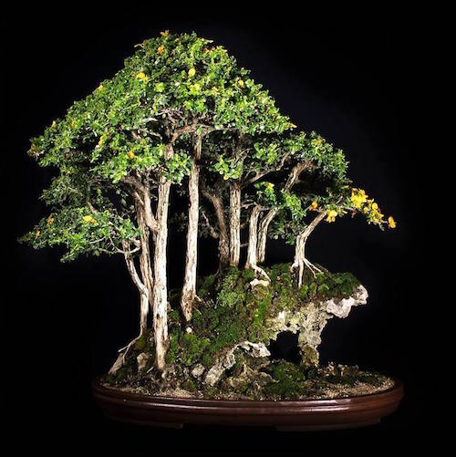 Buxifolia Bonsai