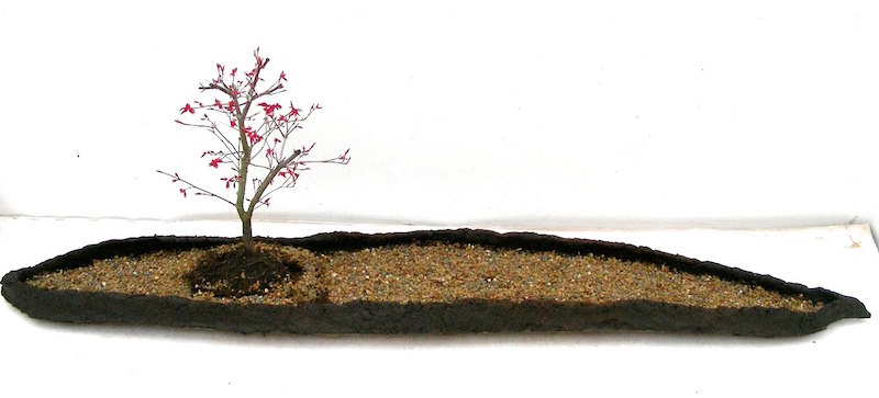 Acer bonsai in the landscape