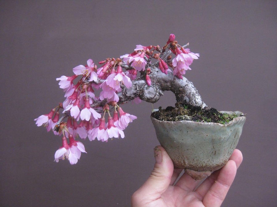 Mini Prunus Bonsai