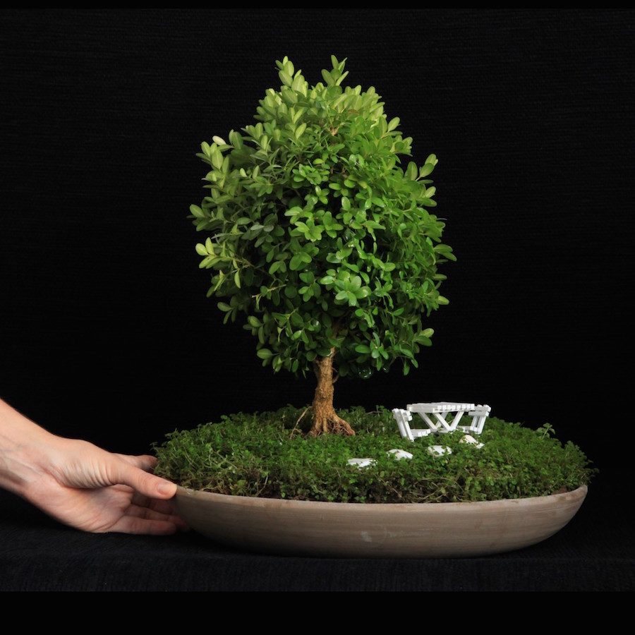 Miniature garden with a boxwood