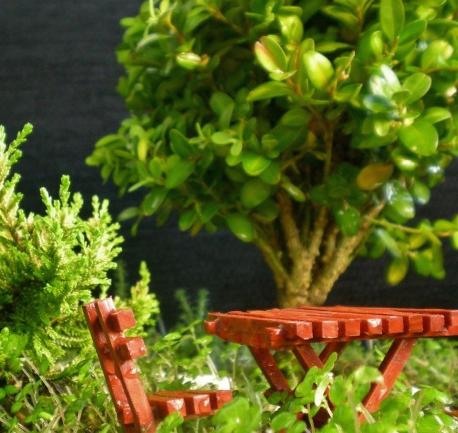 Red chair and Bonsai