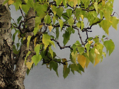 Berk bonsai (Betula pendula)