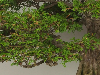 Hinoki cipres Bonsai (Chamaecyparis obtusa)