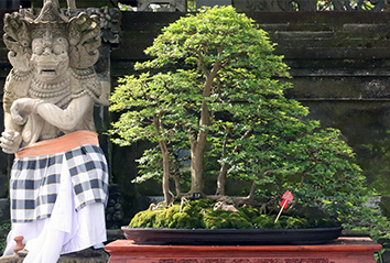 Balinese bonsai