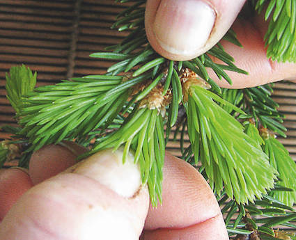 Pinching a fir