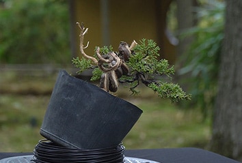 Jeneverbes bonsai maken