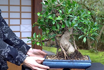 Een Ficus bonsai maken