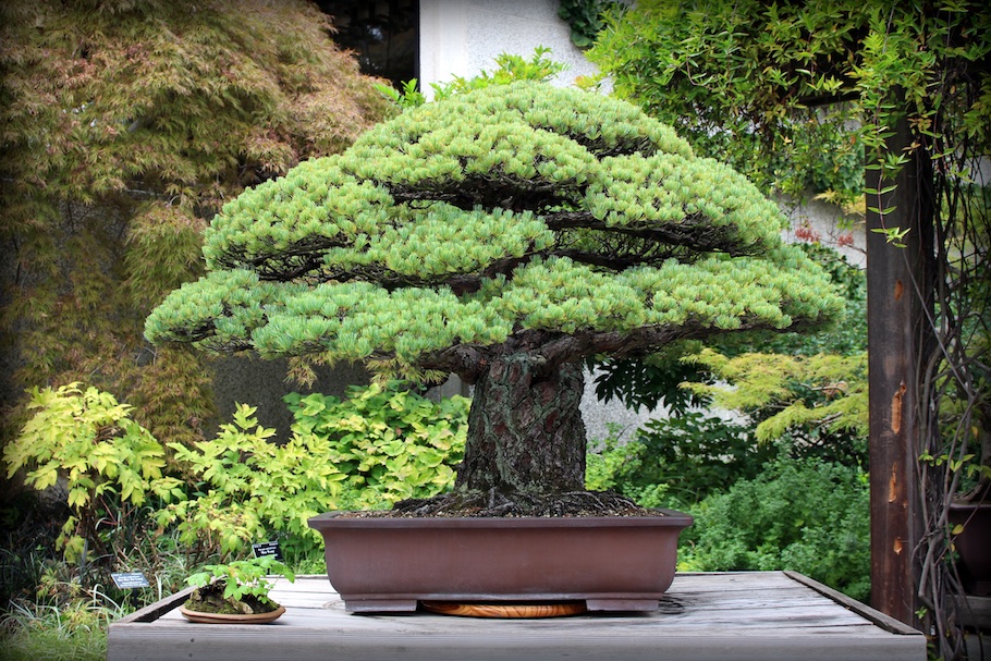 400 year old Bonsai tree, Hiroshima survivor