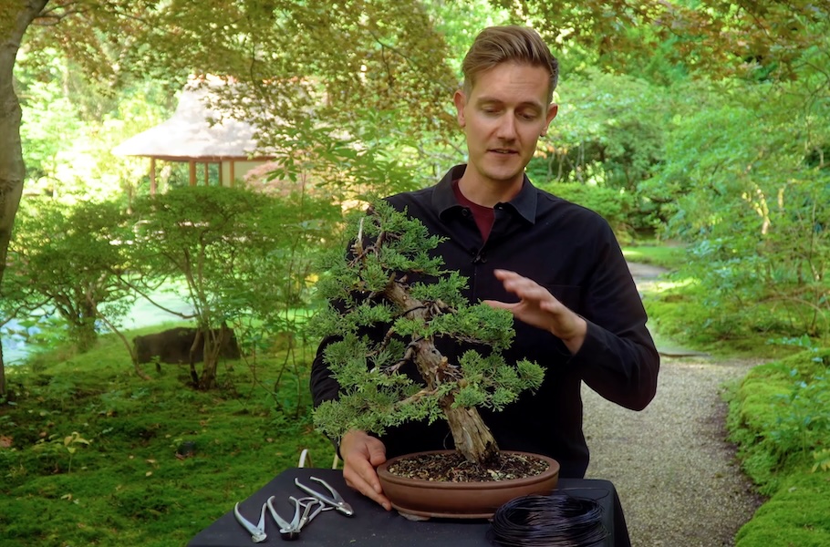 Een Jeneverbes bonsai maken