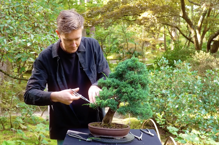 Een Jeneverbes bonsai maken