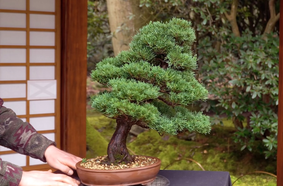 Een Jeneverbes bonsai maken